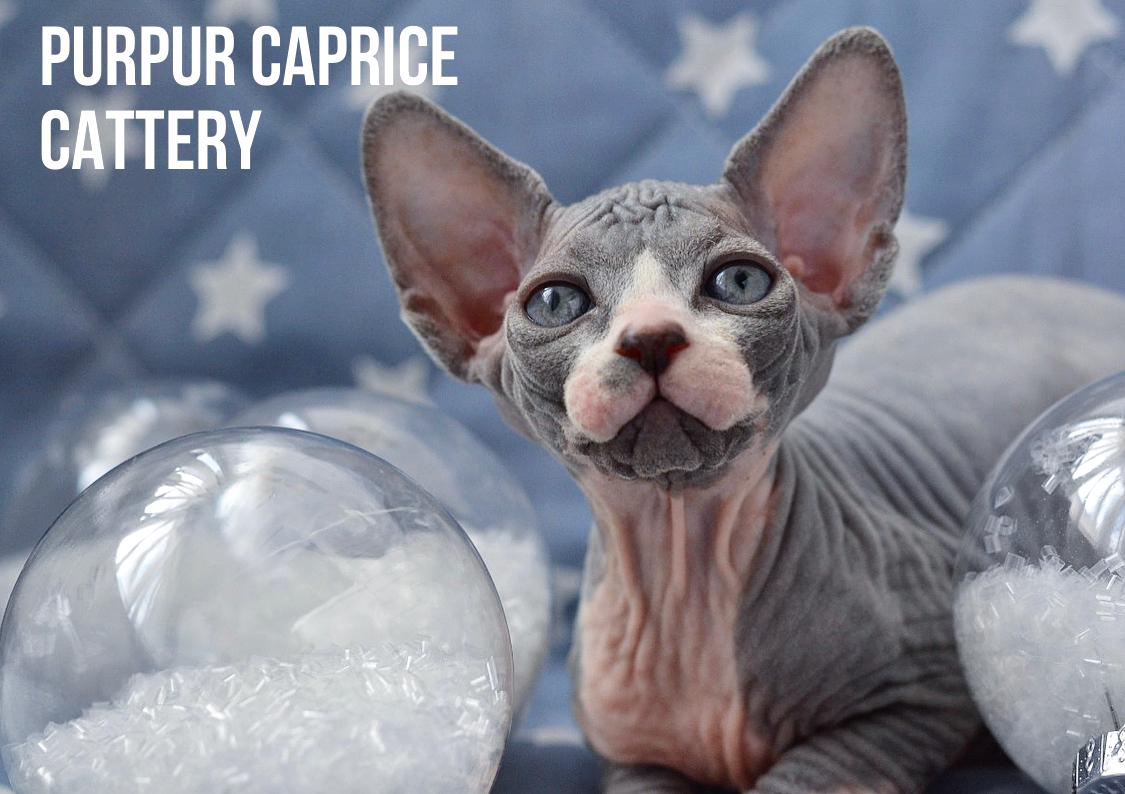 Kitty PurPur Caprice