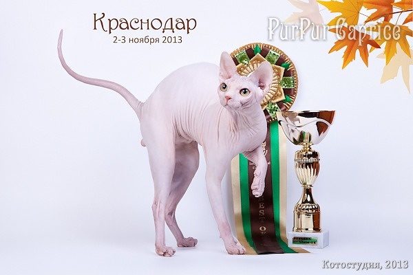 Краснодар, 2-3 ноября 2013