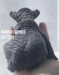 Chanel PurPur Caprice