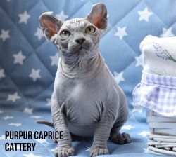 Chanel PurPur Caprice