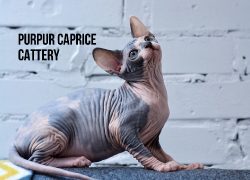 Peppy PurPur Caprice