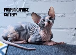 Peppy PurPur Caprice