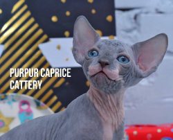 X-Trim  PurPur Caprice