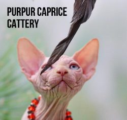 Zefir PurPur Caprice 