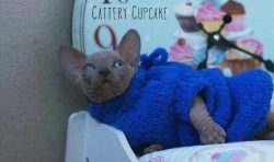 Vitor Cupcake 